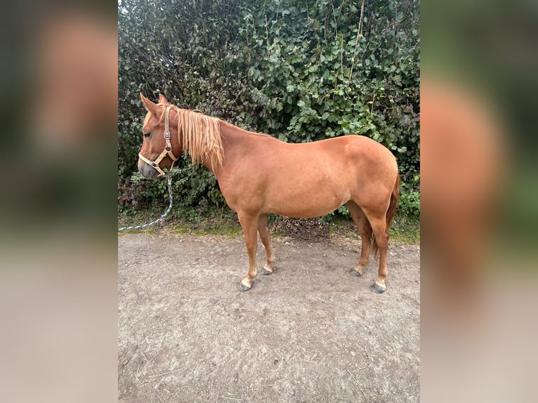 American Quarter Horse Mix Ruin 2 Jaar 140 cm Vos in Neumarkt-Sankt Veit