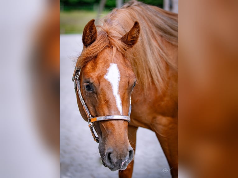 American Quarter Horse Ruin 2 Jaar 141 cm Vos in Klagenfurt