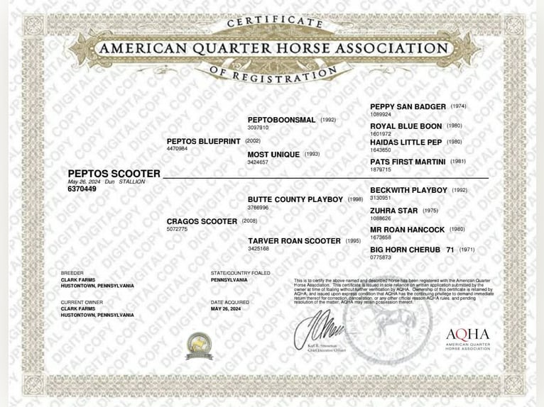 American Quarter Horse Ruin 2 Jaar 142 cm Falbe in Hustontown