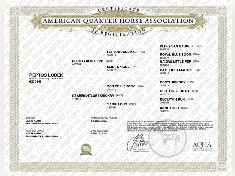 American Quarter Horse Ruin 2 Jaar 142 cm Roodbruin in Hustontown