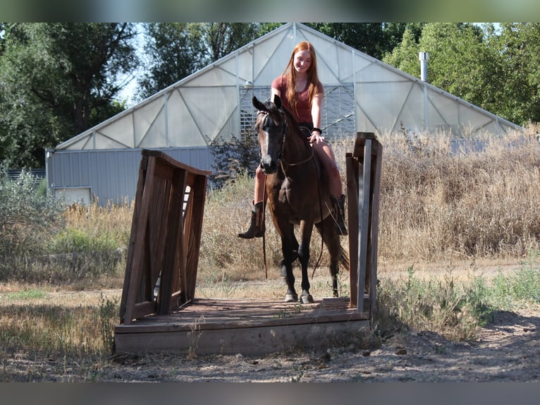 American Quarter Horse Ruin 2 Jaar 142 cm Roodbruin in Fort Collins