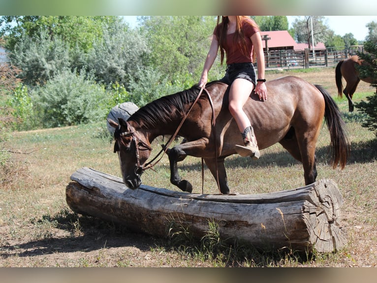 American Quarter Horse Ruin 2 Jaar 142 cm Roodbruin in Fort Collins