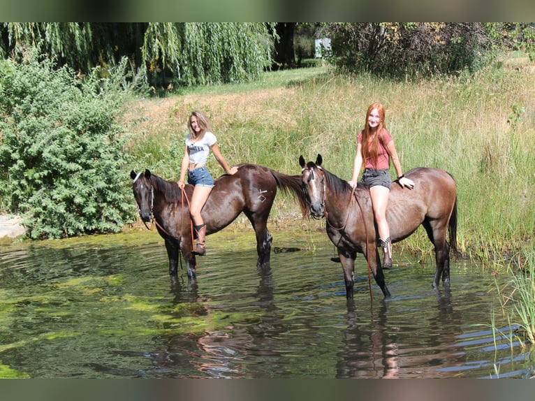 American Quarter Horse Ruin 2 Jaar 142 cm Roodbruin in Fort Collins