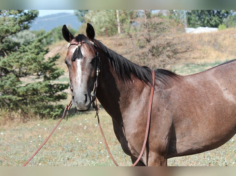 American Quarter Horse Ruin 2 Jaar 142 cm Roodbruin in Fort Collins