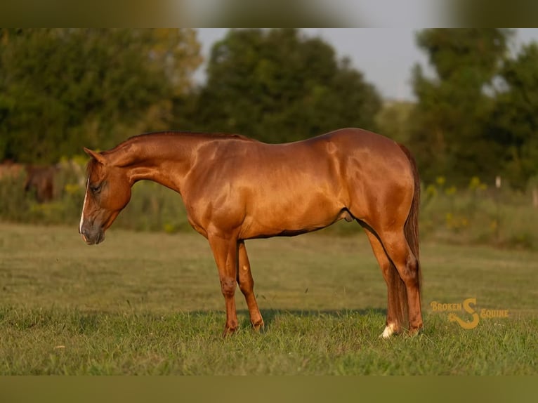 American Quarter Horse Ruin 2 Jaar 142 cm Roodvos in Bogard