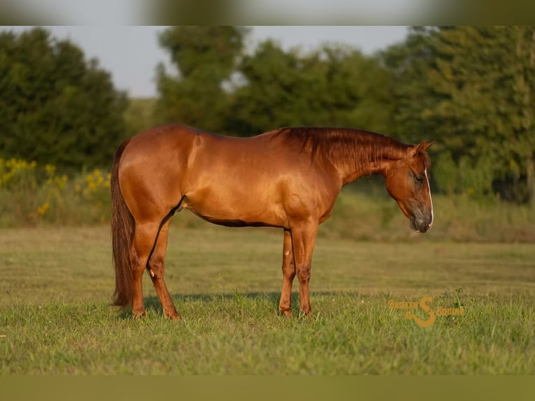 American Quarter Horse Ruin 2 Jaar 142 cm Roodvos in Bogard