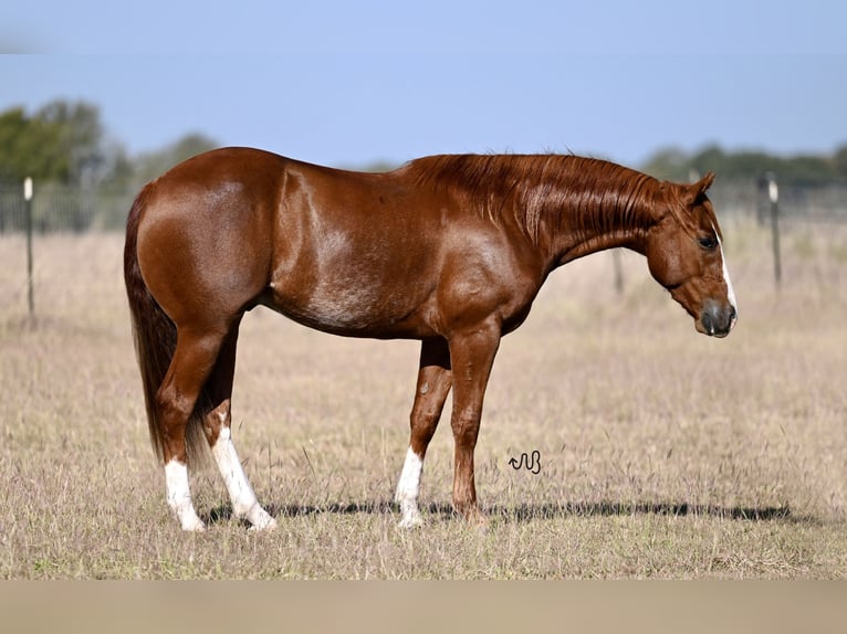 American Quarter Horse Ruin 2 Jaar 142 cm Roodvos in Cresson