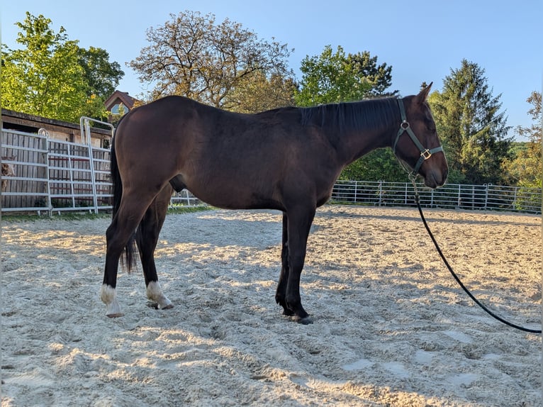 American Quarter Horse Ruin 2 Jaar 145 cm Bruin in Rödinghausen