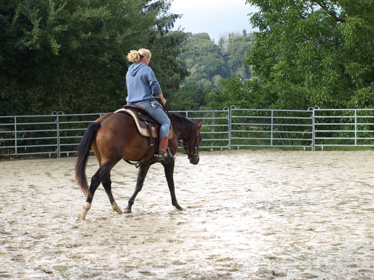 American Quarter Horse Ruin 2 Jaar 145 cm Bruin in R&#xF6;dinghausen