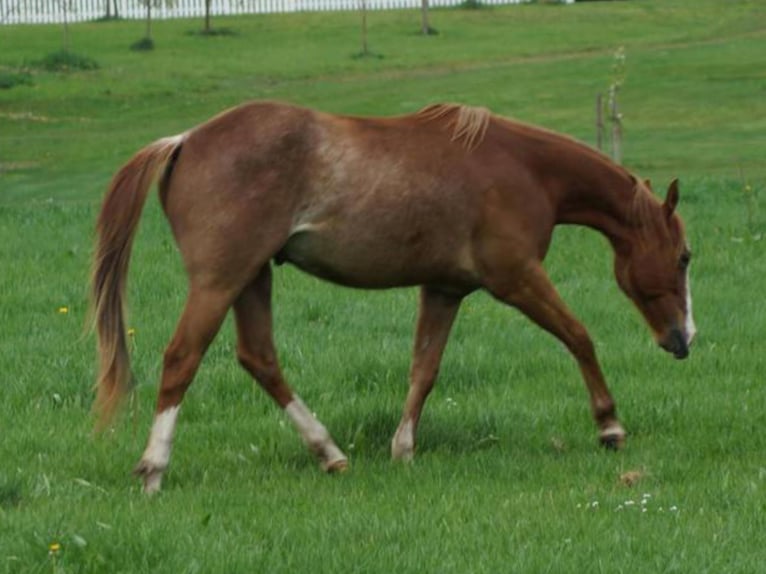 American Quarter Horse Ruin 2 Jaar 145 cm Vos in Linsburg