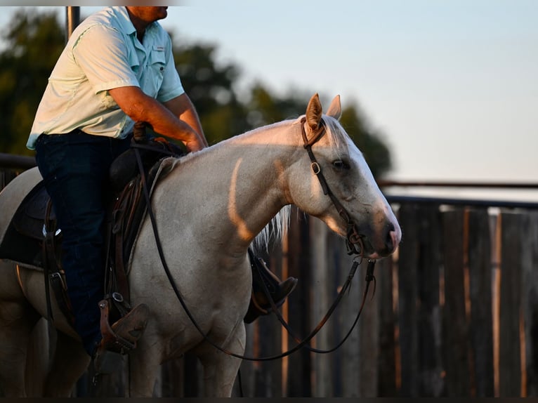 American Quarter Horse Ruin 2 Jaar 147 cm Palomino in Waco, TX