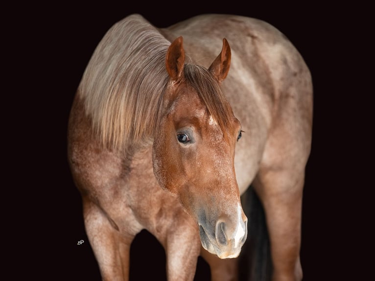 American Quarter Horse Ruin 2 Jaar 147 cm in Claude
