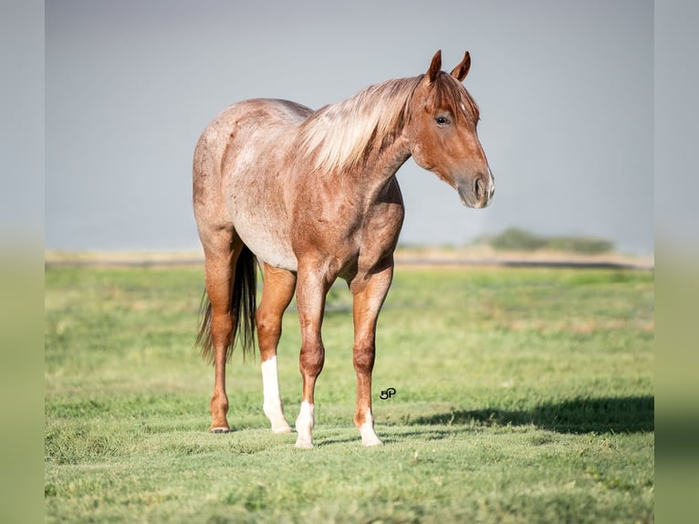 American Quarter Horse Ruin 2 Jaar 147 cm in Claude
