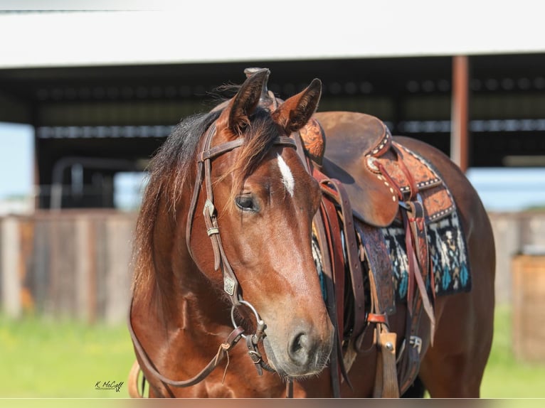 American Quarter Horse Ruin 2 Jaar 147 cm Roodbruin in Ravenna, TX