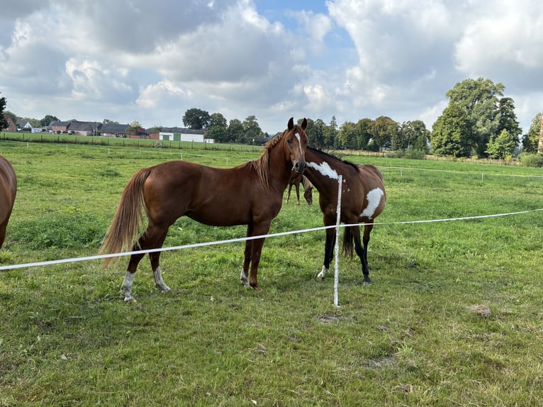 American Quarter Horse Mix Ruin 2 Jaar 147 cm Vos in Schönewörde