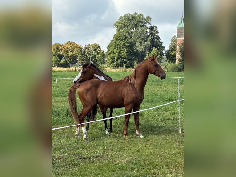 American Quarter Horse Mix Ruin 2 Jaar 147 cm Vos in Schönewörde