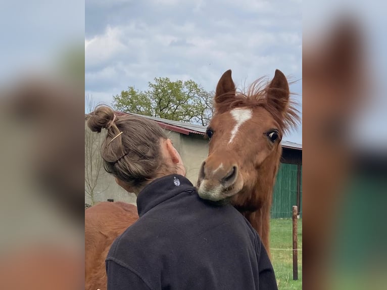 American Quarter Horse Mix Ruin 2 Jaar 147 cm Vos in Schönewörde