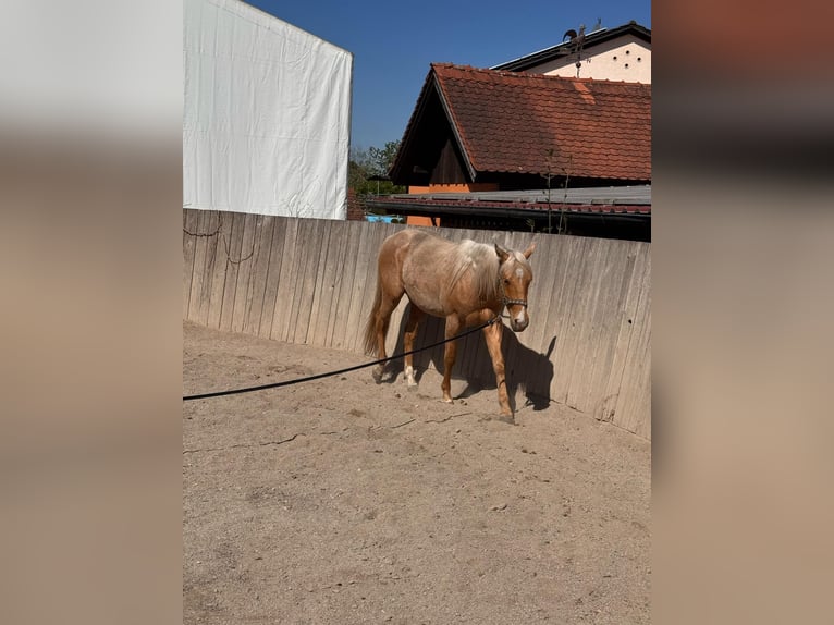 American Quarter Horse Ruin 2 Jaar 148 cm Palomino in Wiedergeltingen