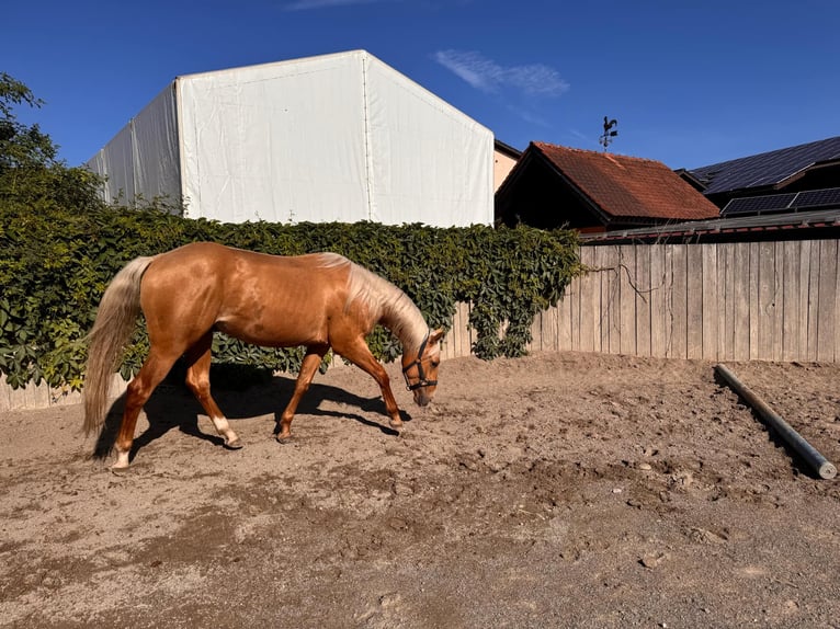 American Quarter Horse Ruin 2 Jaar 148 cm Palomino in Wiedergeltingen