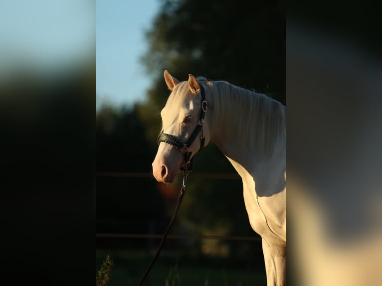 American Quarter Horse Ruin 2 Jaar 149 cm Cremello in Westoverledingen