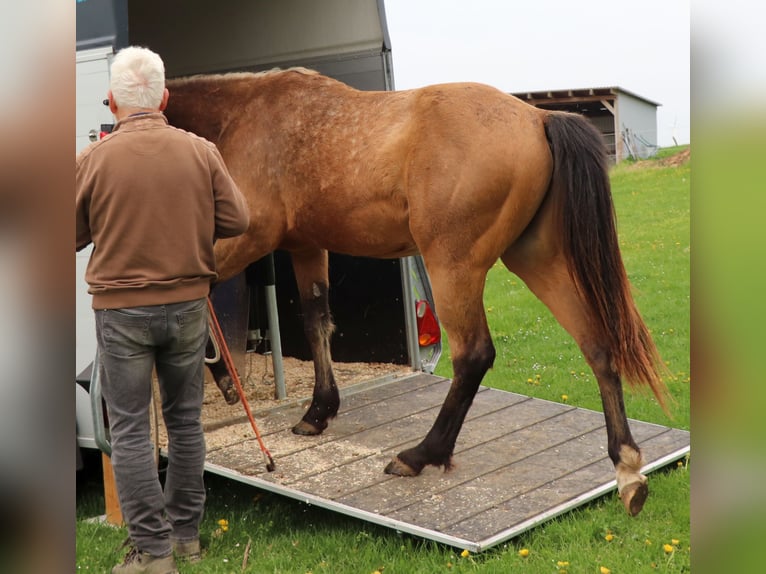 American Quarter Horse Ruin 2 Jaar 150 cm Buckskin in Müglitztal
