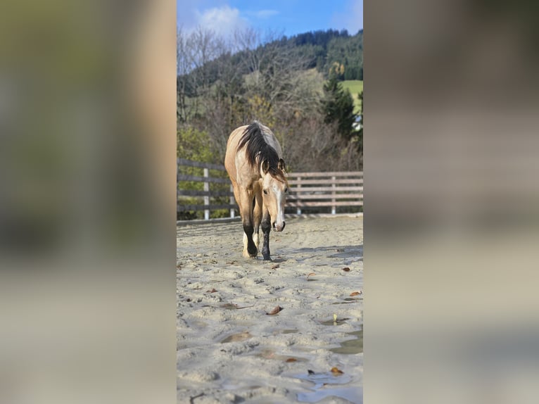 American Quarter Horse Ruin 2 Jaar 150 cm Buckskin in Missen-Wilhams American Quarter Horse Ruin 2 Jaar 150 cm Buckskin in Missen-Wilhams