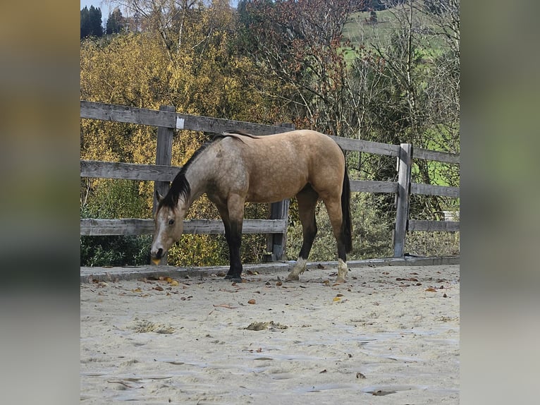 American Quarter Horse Ruin 2 Jaar 150 cm Buckskin in Missen-Wilhams American Quarter Horse Ruin 2 Jaar 150 cm Buckskin in Missen-Wilhams