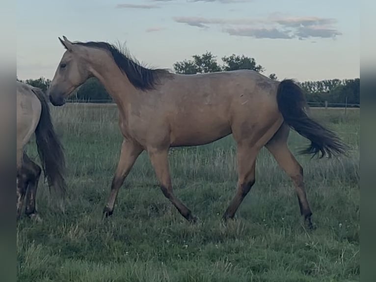 American Quarter Horse Ruin 2 Jaar 150 cm Buckskin in Pessin