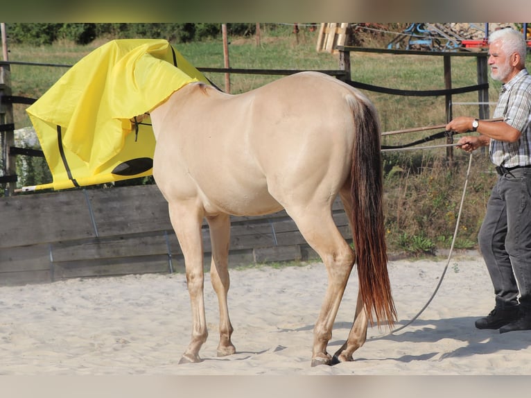 American Quarter Horse Ruin 2 Jaar 150 cm Champagne in Müglitztal