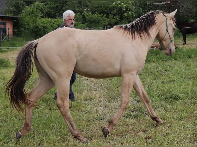 American Quarter Horse Ruin 2 Jaar 150 cm Champagne in Müglitztal