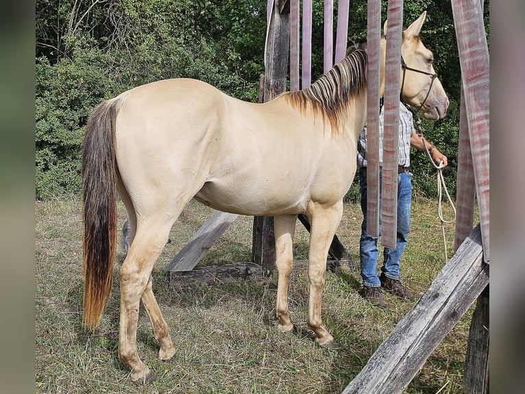 American Quarter Horse Ruin 2 Jaar 150 cm Champagne in Müglitztal