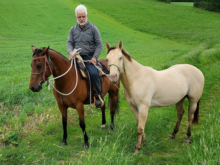 American Quarter Horse Ruin 2 Jaar 150 cm Champagne in Müglitztal