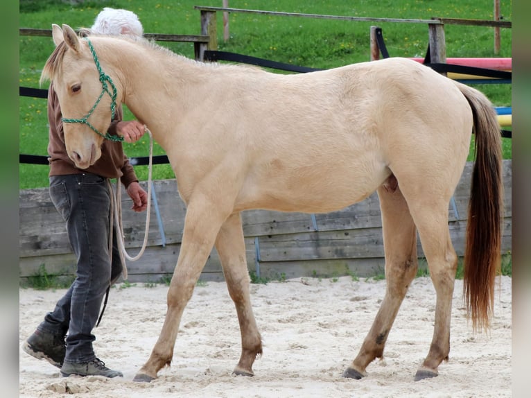 American Quarter Horse Ruin 2 Jaar 150 cm Champagne in Müglitztal