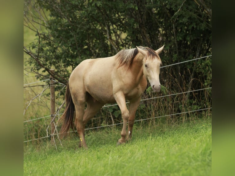 American Quarter Horse Mix Ruin 2 Jaar 150 cm Champagne in Küssaberg