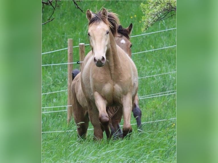 American Quarter Horse Mix Ruin 2 Jaar 150 cm Champagne in Küssaberg