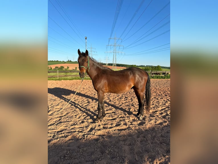 American Quarter Horse Mix Ruin 2 Jaar 150 cm Donkerbruin in Eppelborn