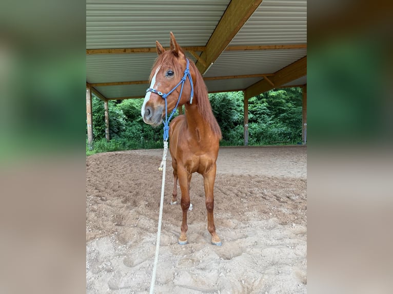 American Quarter Horse Ruin 2 Jaar 150 cm Donkere-vos in Ebensfeld