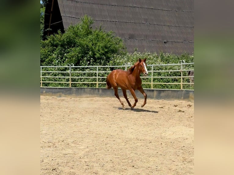 American Quarter Horse Ruin 2 Jaar 150 cm Donkere-vos in Ebensfeld