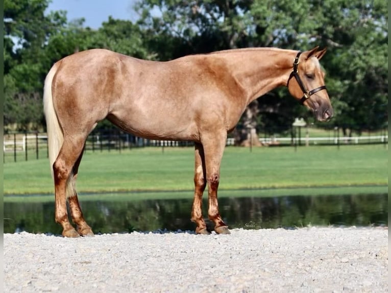 American Quarter Horse Ruin 2 Jaar 150 cm Palomino in Aubrey TX