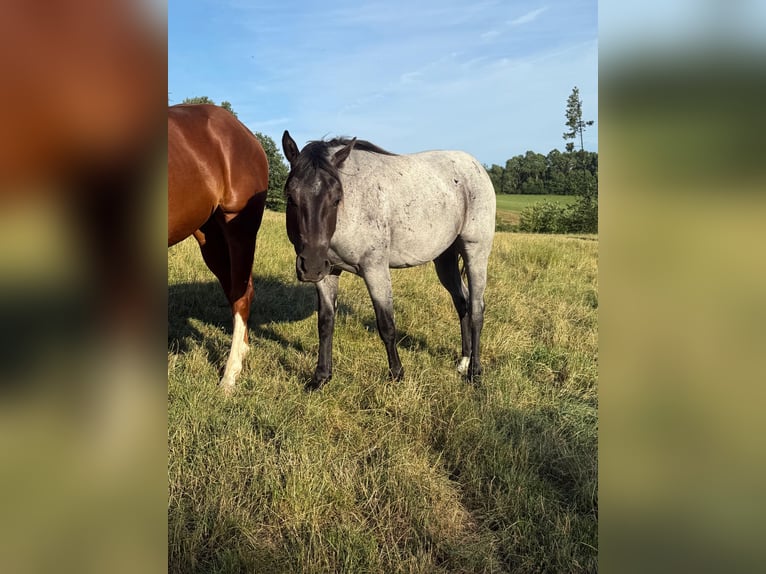 American Quarter Horse Ruin 2 Jaar 150 cm Roan-Blue in Daleiden