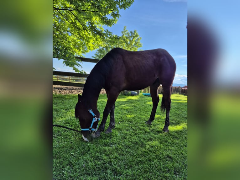 American Quarter Horse Mix Ruin 2 Jaar 150 cm Roodbruin in Holzberg