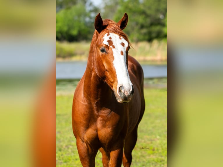American Quarter Horse Ruin 2 Jaar 150 cm Roodvos in Geneva