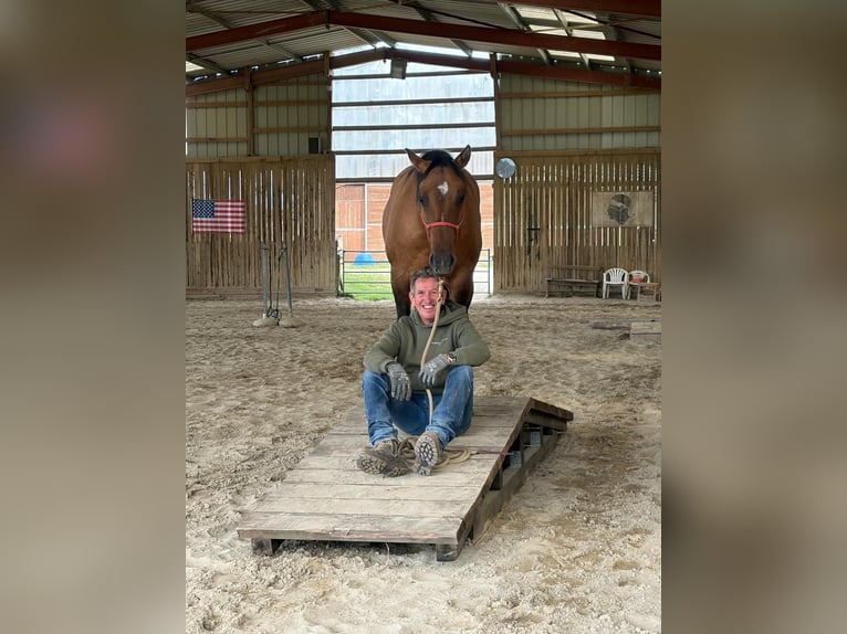 American Quarter Horse Ruin 2 Jaar 152 cm Brown Falb schimmel in Petit-Réderching