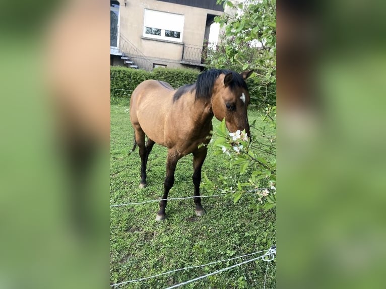 American Quarter Horse Ruin 2 Jaar 152 cm Brown Falb schimmel in Petit-Réderching