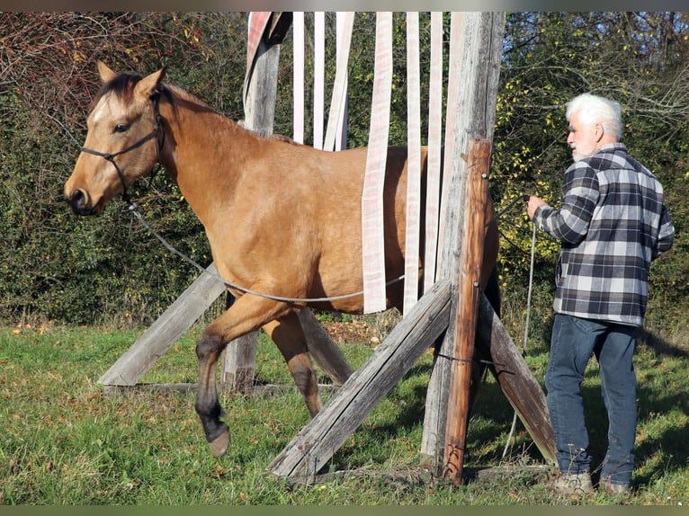 American Quarter Horse Ruin 2 Jaar 152 cm Buckskin in Müglitztal