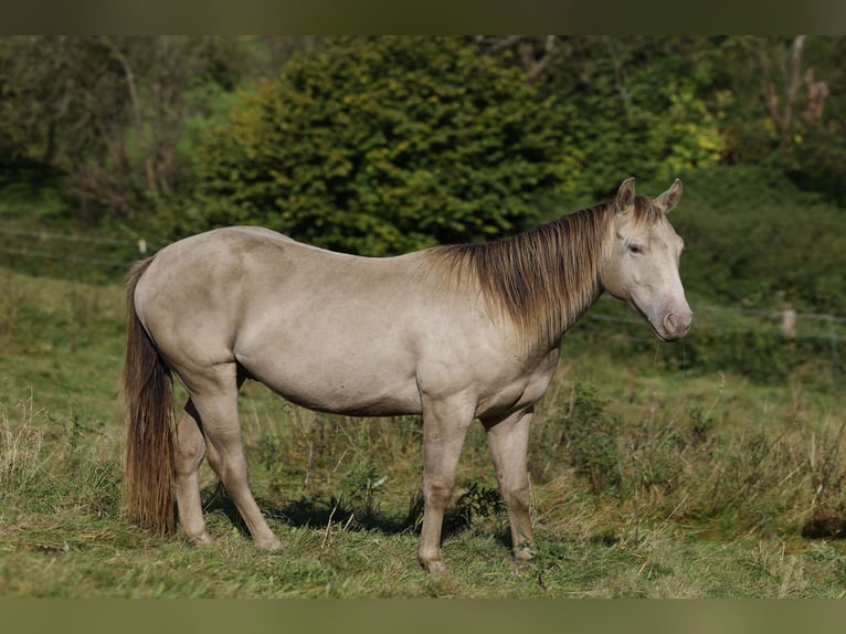 American Quarter Horse Ruin 2 Jaar 152 cm Champagne in Rödinghausen