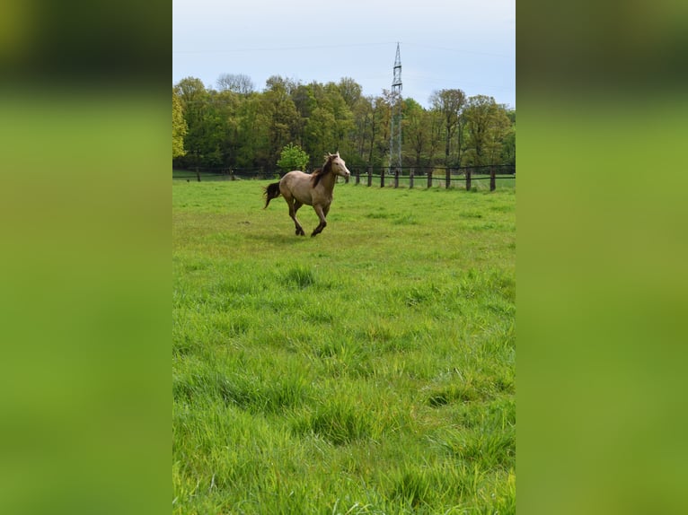 American Quarter Horse Ruin 2 Jaar 152 cm Champagne in Rödinghausen