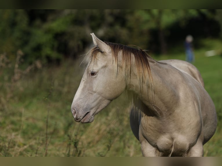 American Quarter Horse Ruin 2 Jaar 152 cm Champagne in Rödinghausen