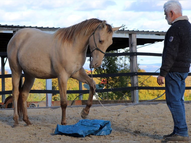 American Quarter Horse Ruin 2 Jaar 152 cm Champagne in Müglitztal American Quarter Horse Ruin 2 Jaar 152 cm Champagne in Müglitztal