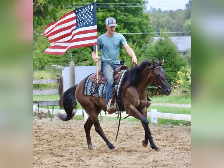 American Quarter Horse Ruin 2 Jaar 152 cm Grullo in Webberville